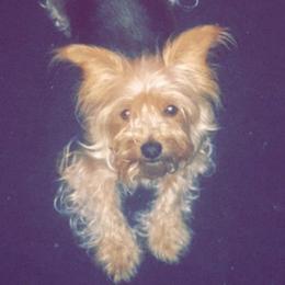 Yorkshire Terriers from Hudson Howls