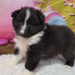 Annie - Black and white female Shetland Sheepdog puppy in Conway, Missouri from Brooks's little darlings
