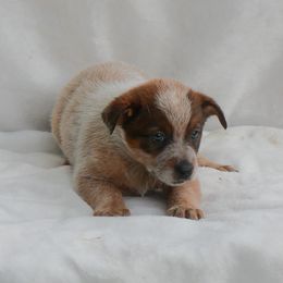 Plum - Red mottled male Australian Cattle Dog puppy in Buffalo Valley, Tennessee from Buffalo Valley Breeders