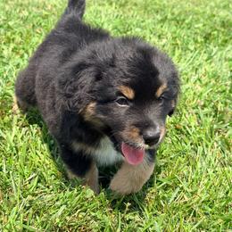 Boy 2 - Black tri male Miniature Australian Shepherd puppy in Arcadia, Indiana from Sunset Cowgirl Mini Aussies