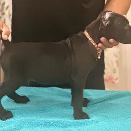 Hawk - Black male Cane Corso puppy in Lubbock, Texas from Hub City Kennel