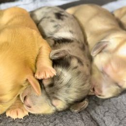 Dachshund Puppies from Island Farms Mimi’s Dachshunds Florida