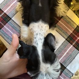 Girl 2 - Parti female Miniature Schnauzer puppy in Decatur, Texas from Virgil Farms