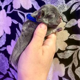 Boy 1 - Blue and Tan - Blue male French Bulldog puppy in Greeley, Colorado from Mandy Moon French Bulldogs