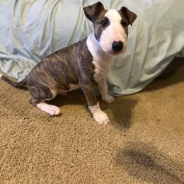 Boy 3 - Brindle and white male Bull Terrier puppy in Trussville, Alabama from Alabama Bull Terriers