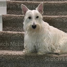 Luna - Scottish Terrier