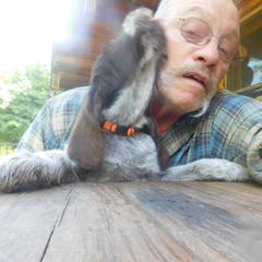 Spinone Italiano Puppies from Maple Hollow Spinone