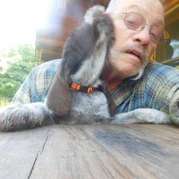 Spinone Italiano Puppies from Maple Hollow Spinone