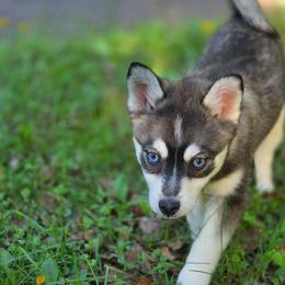 Clover - Wolf sable female Pomsky puppy in Franklinton, Louisiana from VooDoux Farms