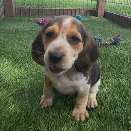Boy 4- Arrow - Black tan and bluetick male Beagle puppy in Bell, Florida from Pridgeon Kennels