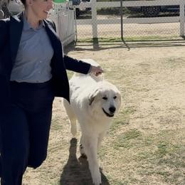 Great Pyrenees All Grown Up from McCarthy Ranchette LLC