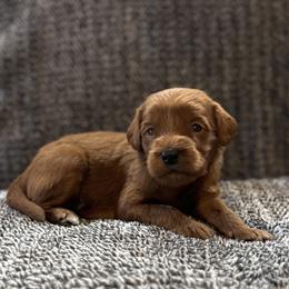 Boy 3 - male Goldendoodle puppy in Fayetteville, Arkansas from Mountain Grove Doodles