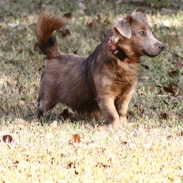Bodie - American Hunt Terrier