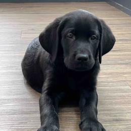 Labrador Retriever Puppies from Branley's Riverside Labradors