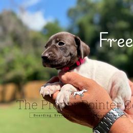 Freedom - female German Shorthaired Pointer puppy in Six Mile, South Carolina from The Proper Pointer Co.