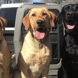 Labrador Retrievers from Luna Moon Retrievers