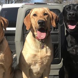 Labrador Retrievers from Luna Moon Retrievers