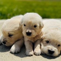 Boy 2 - Light golden male Golden Retriever puppy in Piqua, Ohio from Golden’s of Remington Fields