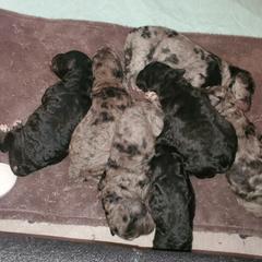 Aussiedoodle and Goldendoodle Puppies from Law Doodles of SC