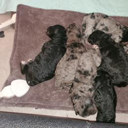 Aussiedoodle and Goldendoodle Puppies from Law Doodles of SC