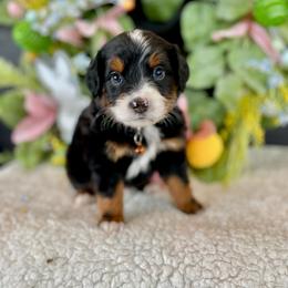 Maui - Black tri-color male Assorted Doodle Crosses puppy in Randolph, Utah from Dry Canyon Pups