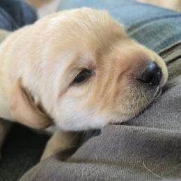 Boy 1 - Yellow male Labrador Retriever puppy in Waverly, New York from Windfall Labs