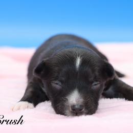 Crush - Black tri female Miniature Australian Shepherd puppy in Weeki Wachee, Florida from Arlington's Mini Aussies