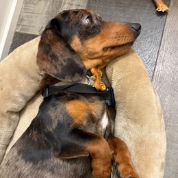Waffles - Dachshund
