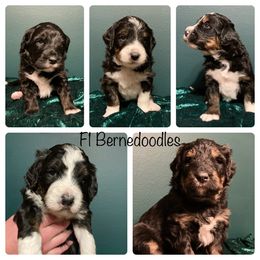 Bernedoodle Puppies from Badlands Bernedoodles