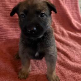 Imara - Sable female Working Dog Cross puppy in Sheridan, Arkansas from Dark Sky Kennels