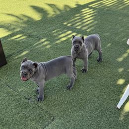 Cane Corso Puppies from Campo Cane Corso