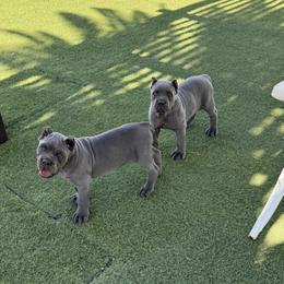 Cane Corso Puppies from Campo Cane Corso