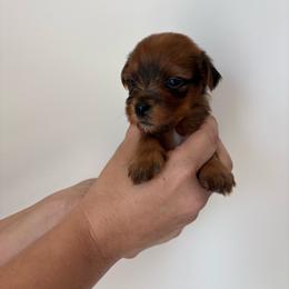 Teddy - Sable male Yorkshire Terrier puppy in Beulaville, North Carolina from Sunset Ranch