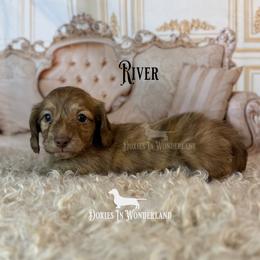 River - Cream male Dachshund puppy in Rainier, Oregon from Doxies in Wonderland