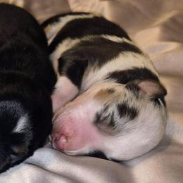 Seven - Blue merle female Toy Australian Shepherd puppy in Fresno, California from Alpine Tails