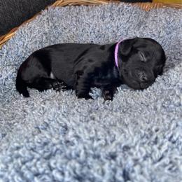 Raven - Black female Dachshund puppy in Los Angeles, California from Mini Doxies R Us