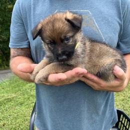 Yellow collar - Sable female German Shepherd puppy in Abingdon, Virginia from Roark German Shepherds