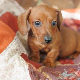 Apollo - Red male Dachshund puppy in Auxvasse, Missouri from Above Par Kennels