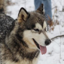 Regal - Sable and white female Alaskan Malamute puppy in Independence, Virginia from New River Valley Malamutes
