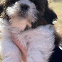 Boy 2 Available for pickup March 28th - Brindle and white male Shih Tzu puppy in Beaverdam, Virginia from Brockle Rock