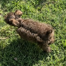 Border Collie and Miniature Schnauzer Puppies from Circle R Sidney