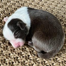 Boy 3 - Red tri-color male Australian Shepherd puppy in Zwingle, Iowa from Homestead Aussies & Doodles