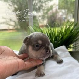 AKC Crouton - Tricolors male French Bulldog puppy in Powder Springs, Georgia from Twinkle Paws Frenchies and Yorkies