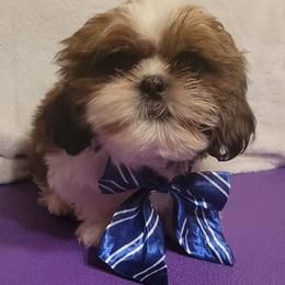 Pheonix - Red and white male Shih Tzu puppy in Parma, Ohio from D's DeVine Shih-Tzu