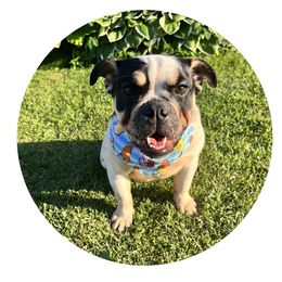 Suki - Bulldog puppy in Milwaukee, Wisconsin from Castle Manor Bulldogs