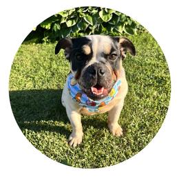 Suki - Bulldog puppy in Milwaukee, Wisconsin from Castle Manor Bulldogs