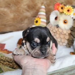 Bulldog and French Bulldog Puppies from Over the Mhoon Bullies & Royal Frenchies