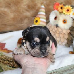 Bulldog and French Bulldog Puppies from Over the Mhoon Bullies & Royal Frenchies