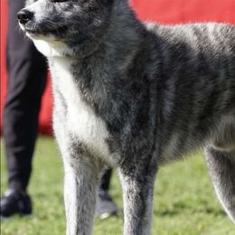 Sami - Japanese Akitainu