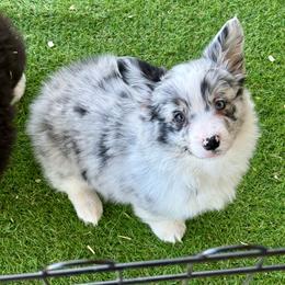 Spark - Blue merle and white male American Corgi puppy in Edgewood, New Mexico from Running M Sunrise Ranch